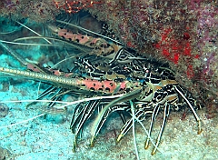 IMG_1153rf_Maldives_Madoogali_Plongee 12_Kuda Kandu_Langouste